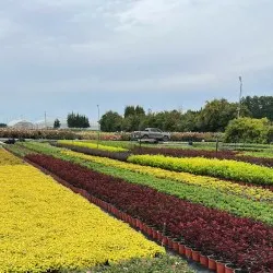 školka jehličnatých a listnatých stromů, trvalky
