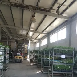 školka jehličnatých a listnatých stromů, trvalky