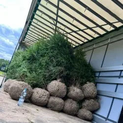 školka jehličnatých a listnatých stromů, trvalky